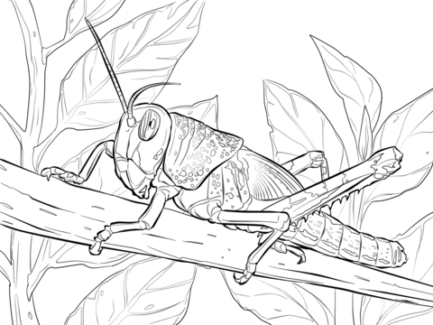 Desert Locust Coloring Page